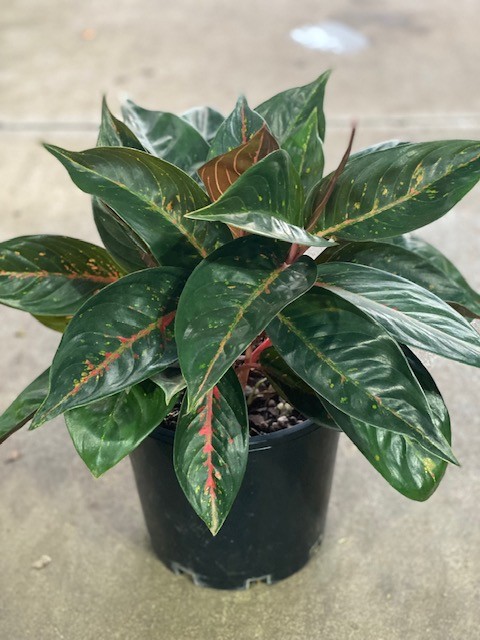 Aglaonema Hot Lady Black Mm The Garden Feast