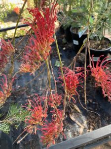 Grevillea Wendy Sunshine Grafted Mm The Garden Feast