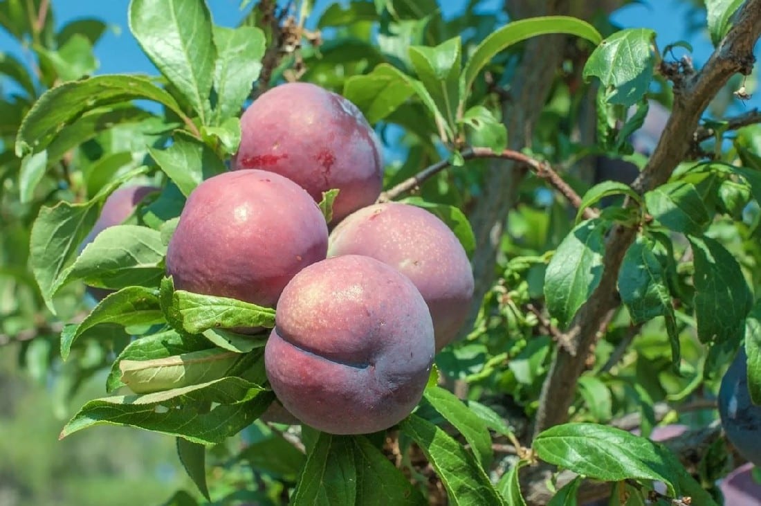 Plum Mariposa Dwarf 