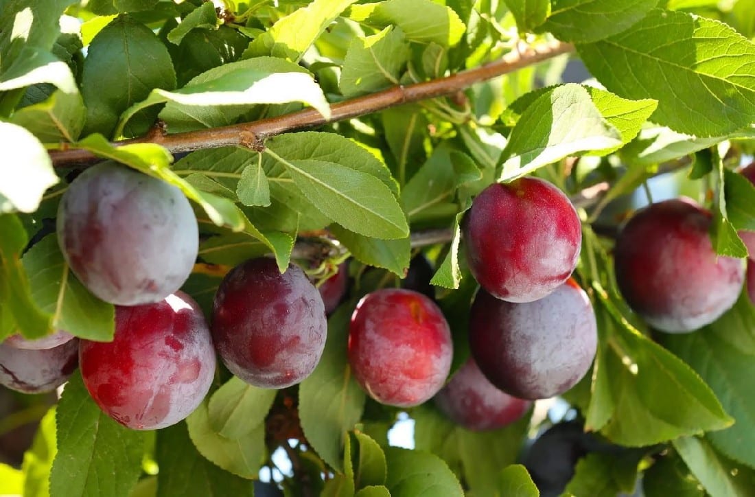 PLUM SANTA ROSA DWARF | Garden Feast