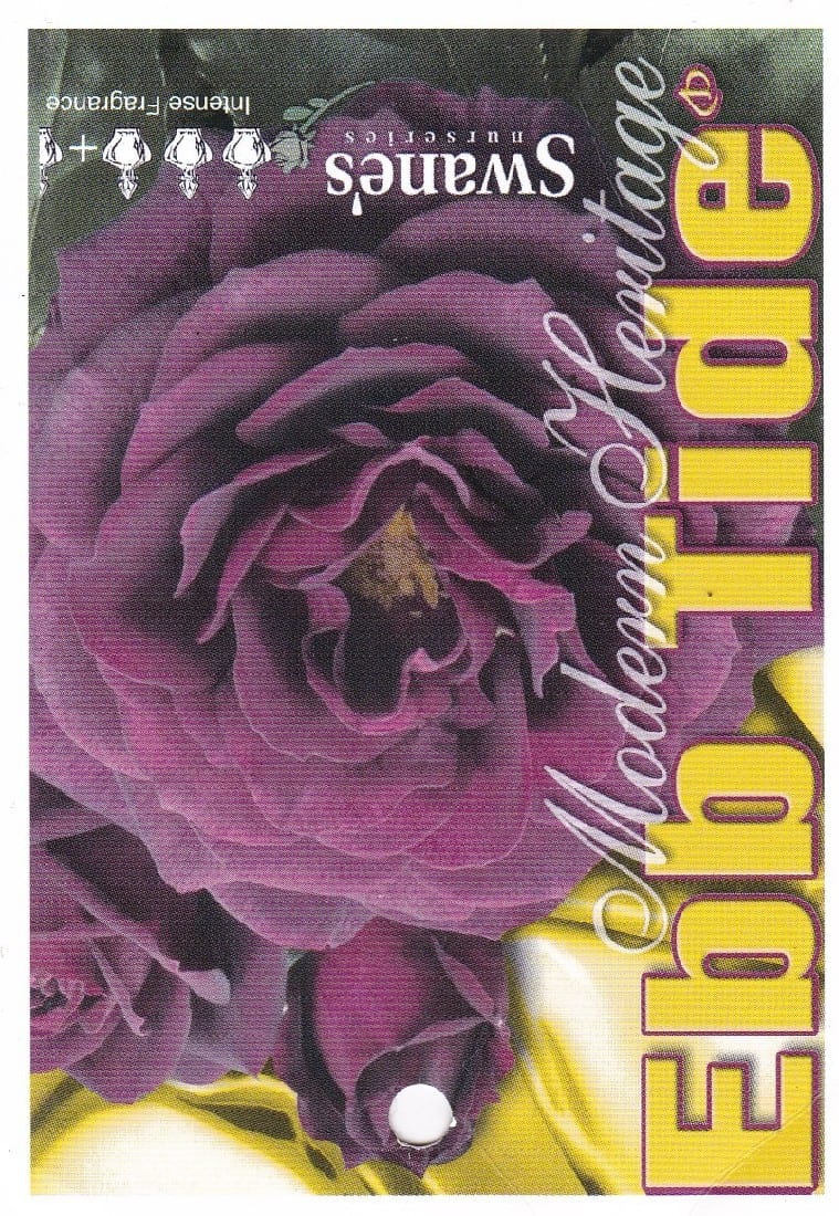 ROSE EBB TIDE 3FT STANDARD 250MM Garden Feast