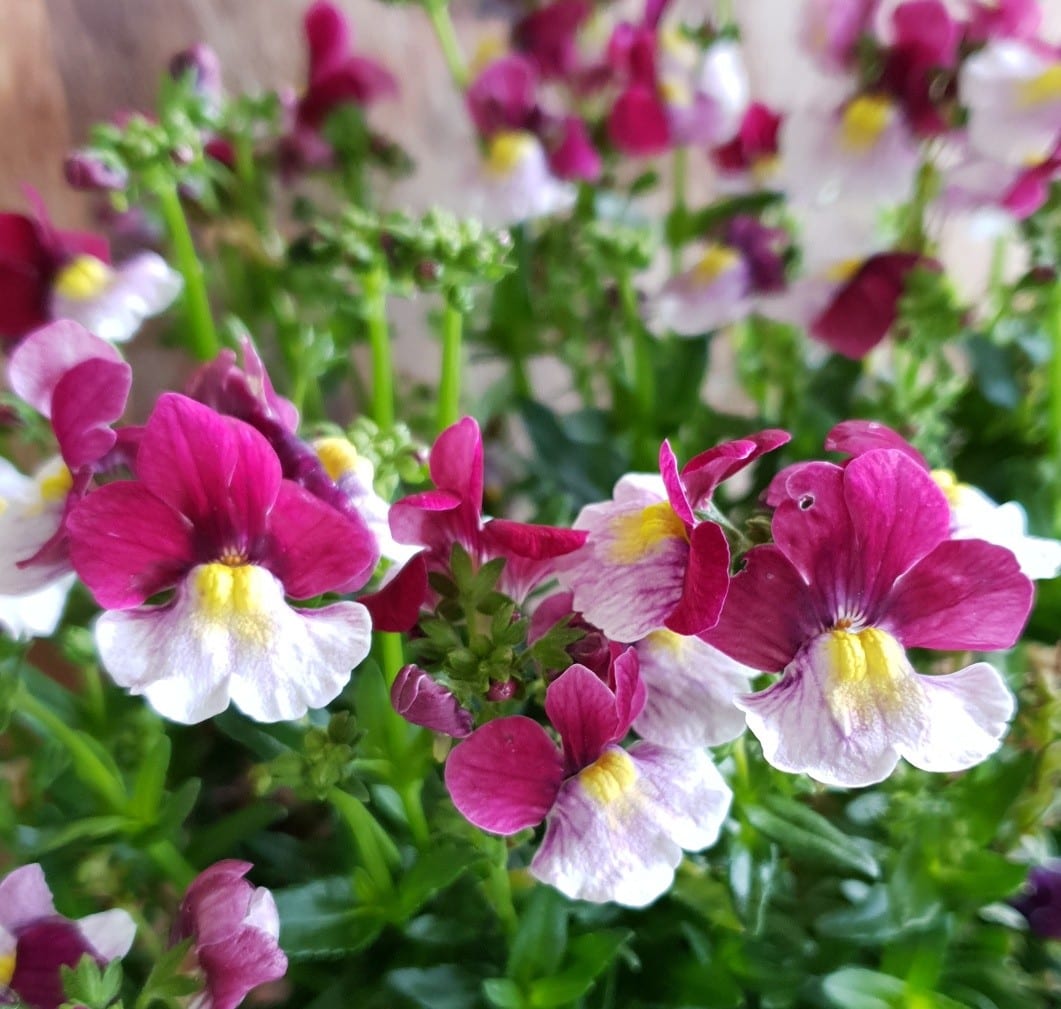 Nemesia Cherry red 150mm | Garden Feast