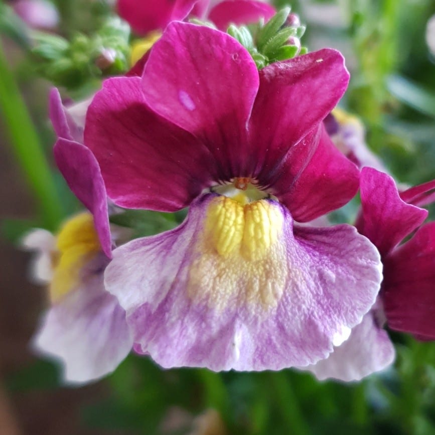 Nemesia Cherry red 150mm | Garden Feast