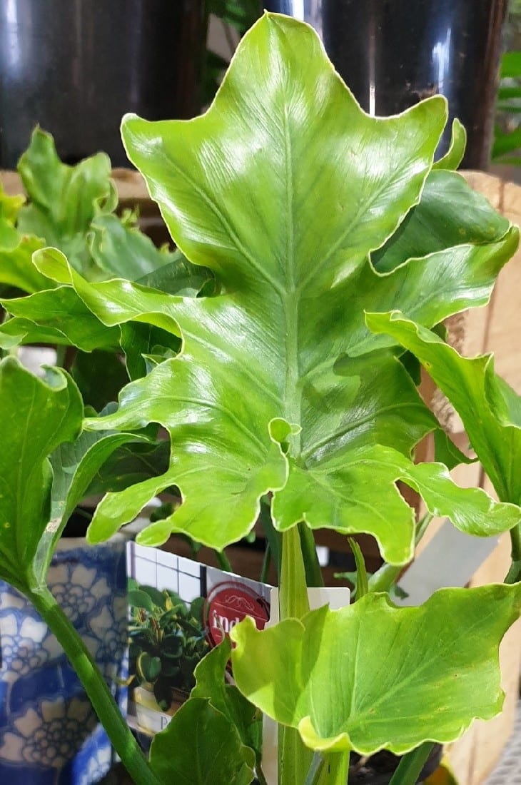 PHILODENDRON HOPE 140MM | Garden Feast