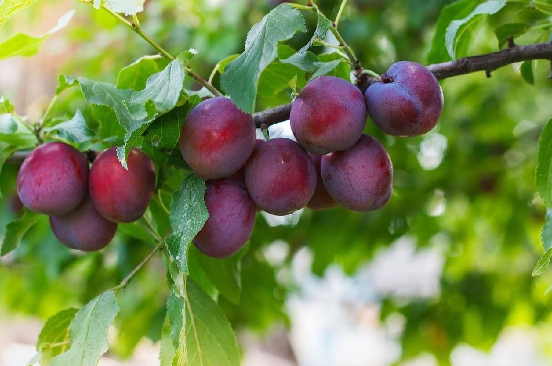 PLUM PRESIDENT DWARF | Garden Feast