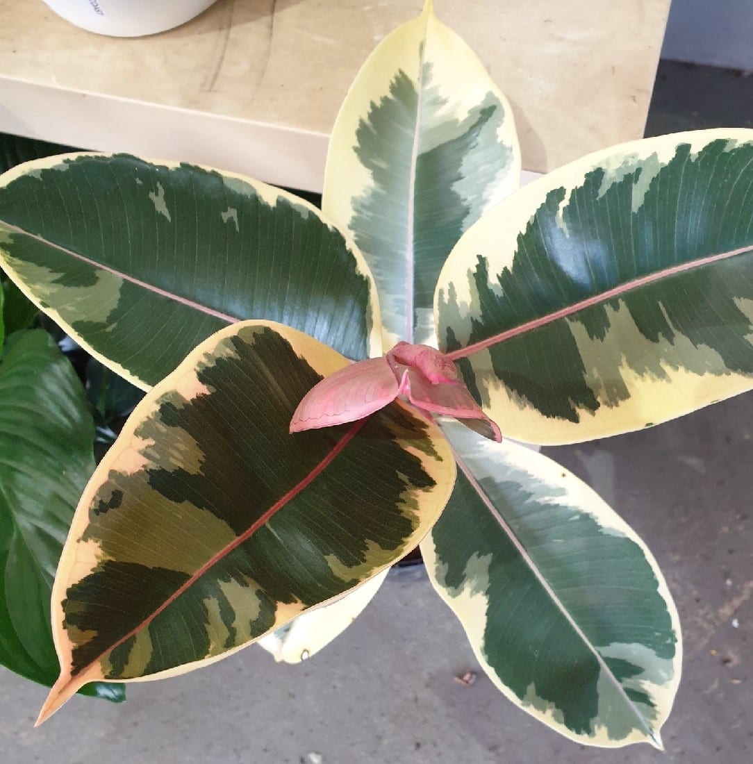 FICUS VARIEGATED 180MM | Garden Feast