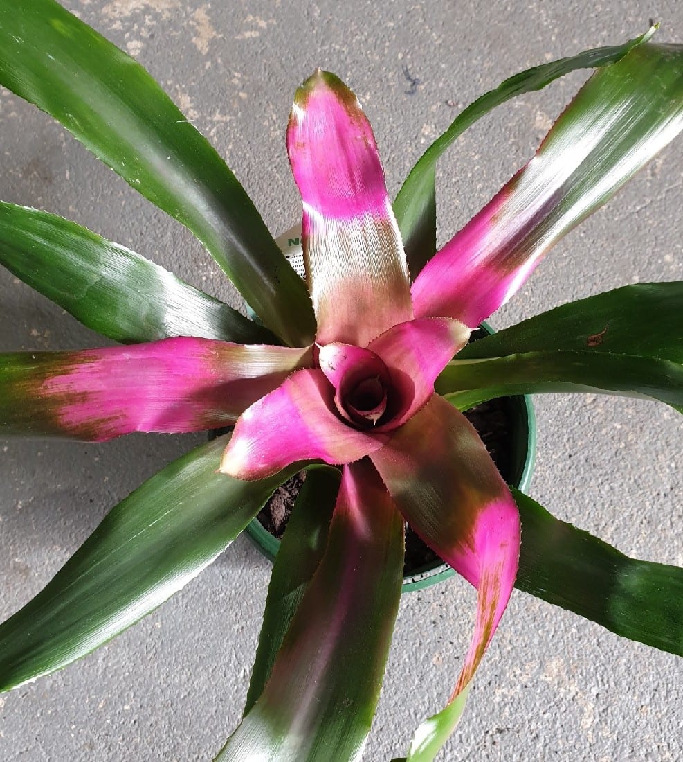 BROMELIAD ASSORTED | Garden Feast