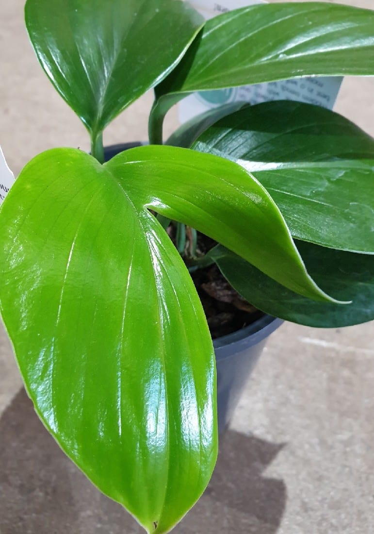 EPIPREMNUM PINNATUM DRAGON TAIL140MM Garden Feast