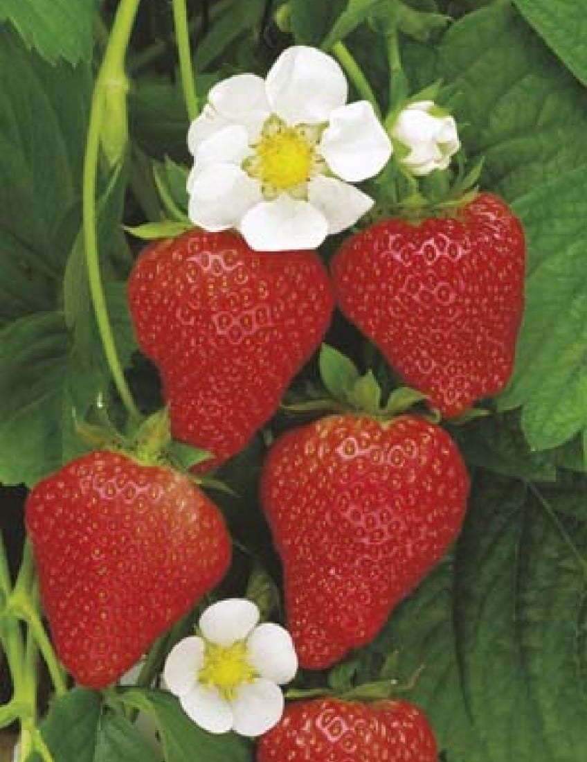 Strawberry Temptation seeds Garden Feast