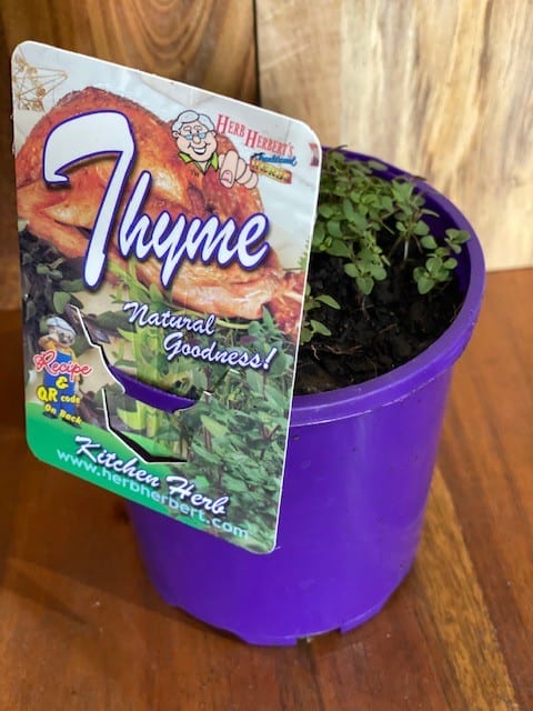 local thyme recipes