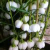 BORONIA MOONGLOW 140MM