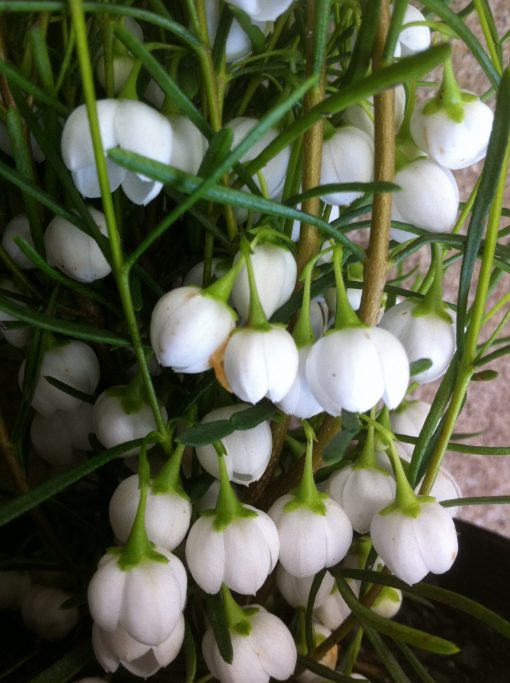 BORONIA MOONGLOW 140MM