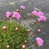ARMERIA MARITIMA PINK 140MM