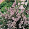 COLEONEMA COMPACTUM DWARF PINK DIOSMA 14