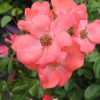 ROSE FLOWER CARPET CORAL 140mm
