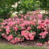ROSE FLOWER CARPET CORAL 140mm - Image 2
