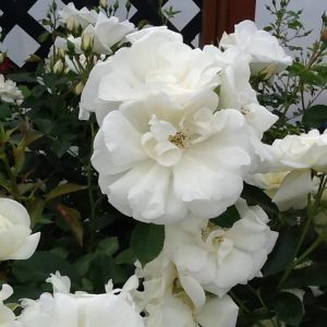 Garden Feast Roses