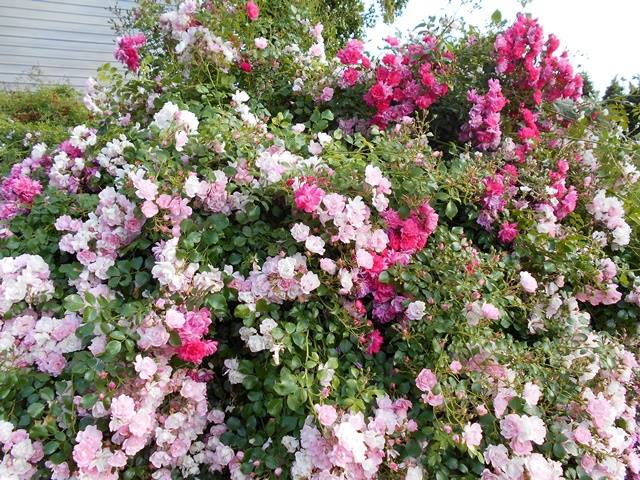ROSE FLOWER CARPET APPLE BLOSSOM | The Garden Feast