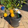 LEMON MEYER DWARF 250MM - Image 5