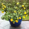 LEMON MEYER DWARF 250MM - Image 4