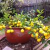 LEMON MEYER DWARF 250MM - Image 2
