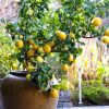LEMON MEYER DWARF 250MM - Image 8