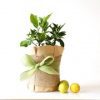 LEMON MEYER DWARF 250MM - Image 7