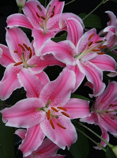 LILIUM SORBONNE 4pk | The Garden Feast