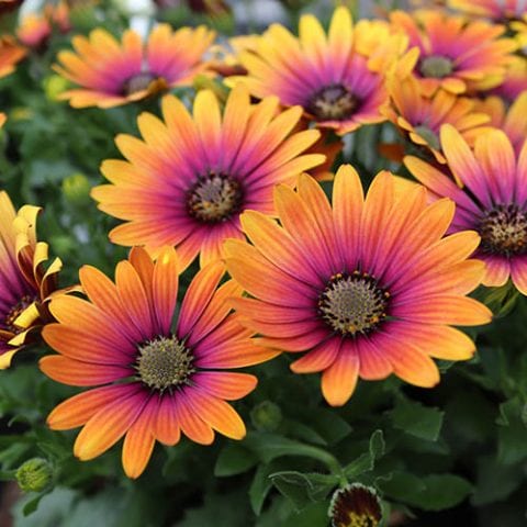 Osteospermum Purple Sun 150mm | The Garden Feast