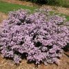 COLEONEMA COMPACTUM DWARF PINK DIOSMA 14 - Image 2