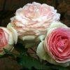 ROSE PIERRE BLUSHING DE RONSARD CLB 200MM - Image 6