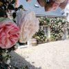 ROSE PIERRE BLUSHING DE RONSARD CLB 200MM - Image 5
