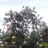 ROSE PIERRE BLUSHING DE RONSARD CLB 200MM - Image 3