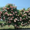 ROSE PIERRE BLUSHING DE RONSARD CLB 200MM - Image 2