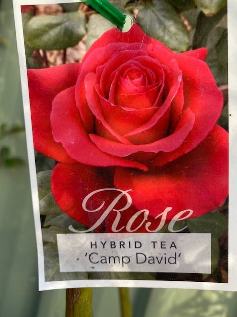 ROSE CAMP DAVID 3FT STANDARD | Garden Feast