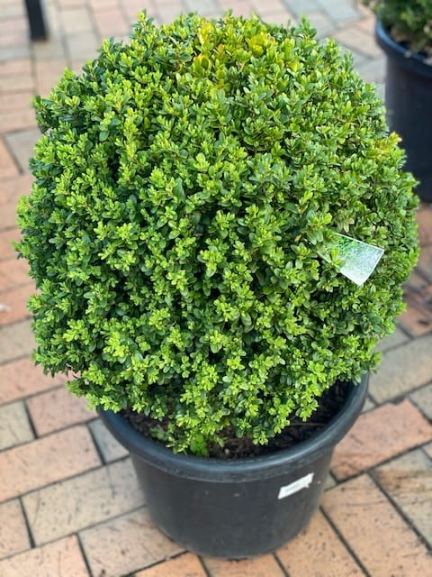 BUXUS SUFFRUTICOSA DUTCH BOX BALL 400MM | Garden Feast