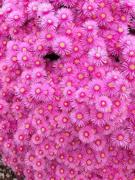 LAMPRANTHUS PINK EXPLOSION 140MM | Garden Feast