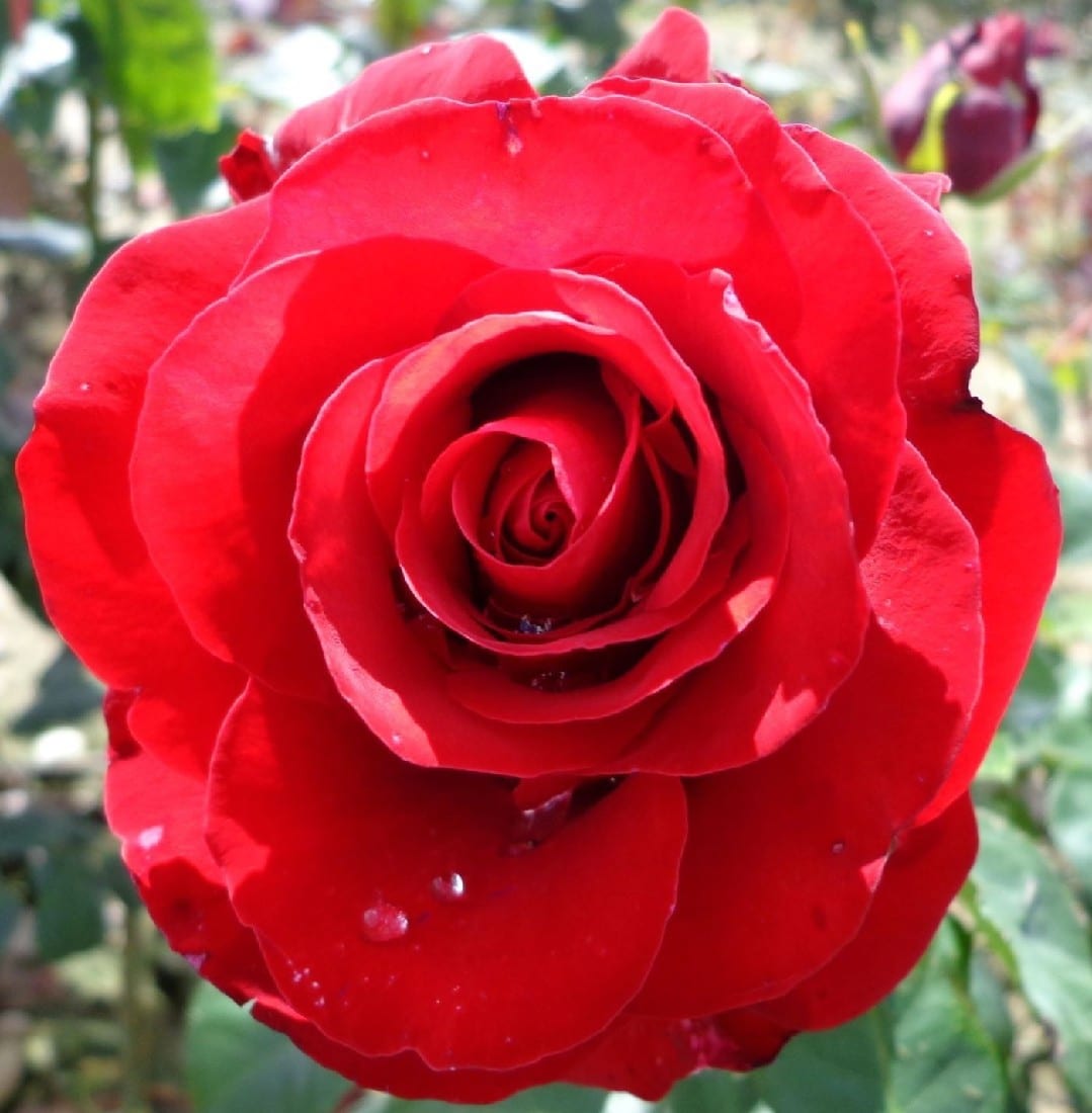 ROSE COURAGE 3FT STD | Garden Feast