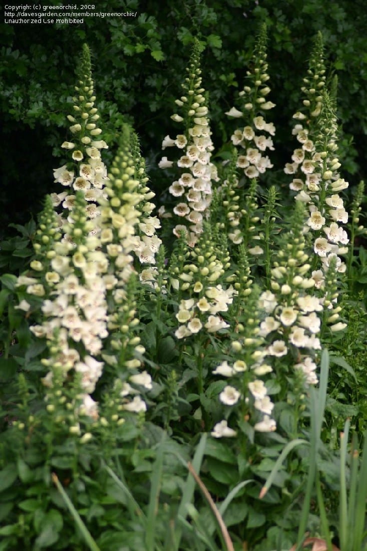 DIGITALIS WHITE Garden Feast