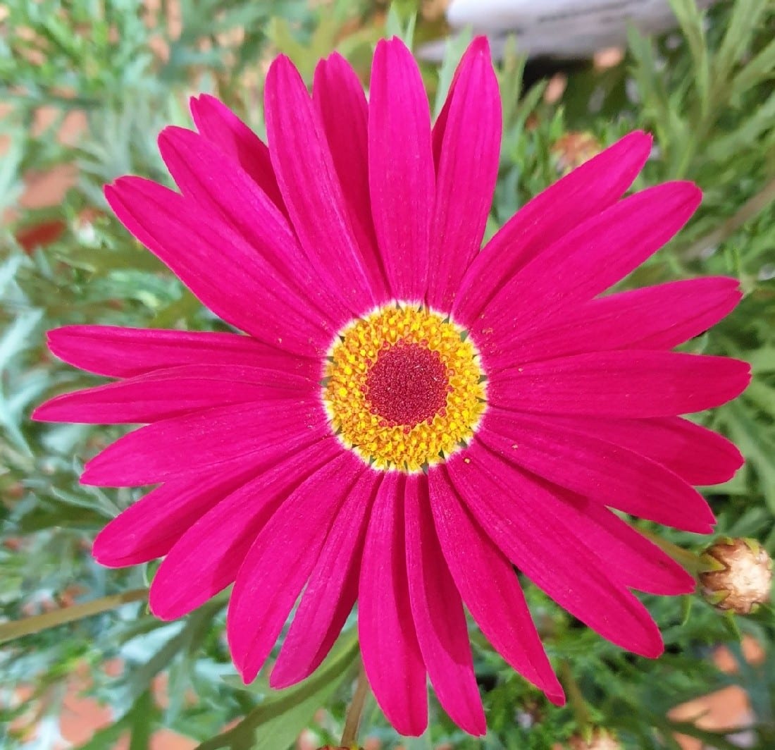 ARGYRANTHEMUM SUBLIMNE PINK 200MM | Garden Feast