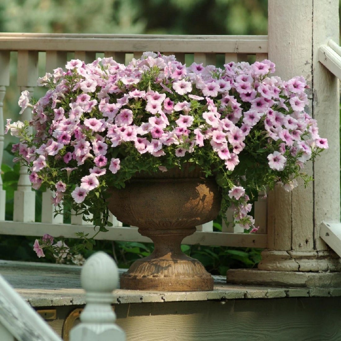 Petunia shockwave Pink Vein Basket 270mm | Garden Feast