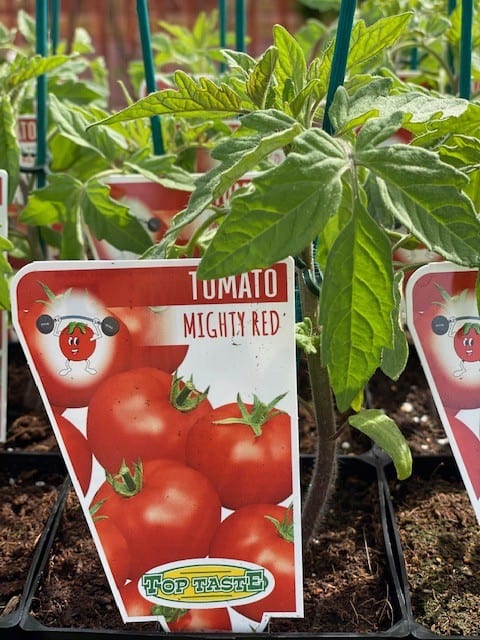 TOMATO MIGHTY RED 100MM | Garden Feast