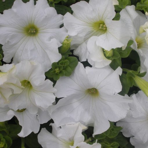 EASY COLOUR PETUNIA WHITE | Garden Feast