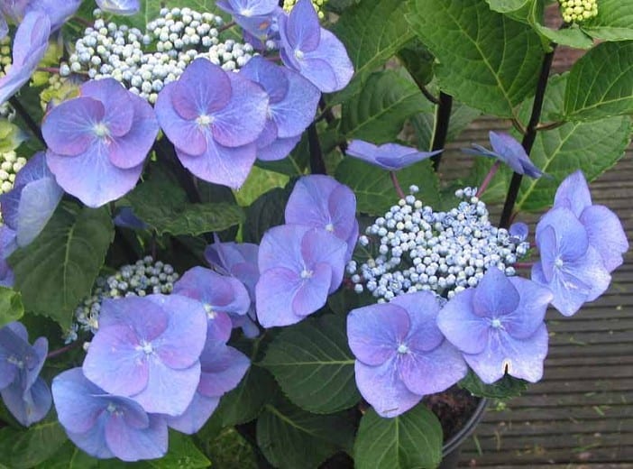 HYDRANGEA BLUE LACE CAP 200MM | Garden Feast