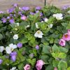 BACOPA ALFRESCO HANGING BASKET