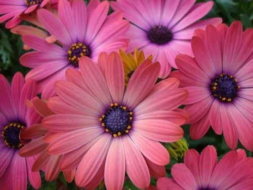 OSTEOSPERMUM ROSE MAGIC 200M | Garden Feast