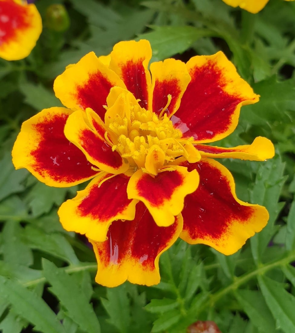 EASY COLOUR MARIGOLD FRENCH BEE | Garden Feast