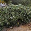 BANKSIA INTEGRIFOLIA PROSTRATE 150MM - Image 2