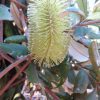 BANKSIA INTEGRIFOLIA PROSTRATE 150MM