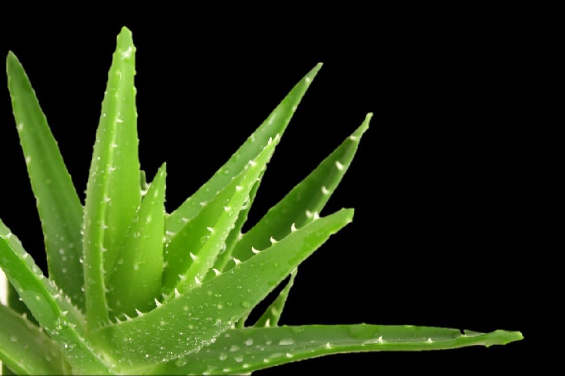Aloe Vera Chinensis 100mm Garden Feast 4269